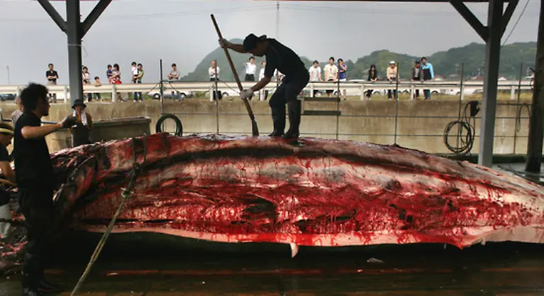 an-der-heute-nur-noch-drei-Laender-festhalten-Japan-Island-und-Norwegen-sind-die-Befuerworter-des-kommerziellen-Walfangs