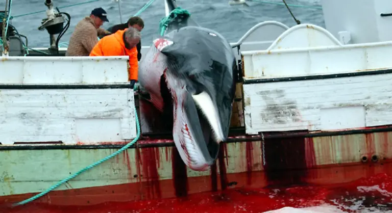 Walfang-ist-eine-umstrittene-und-blutige-Praxis