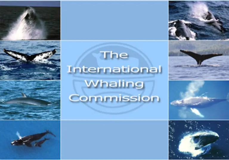 Die-IWC-ist-keine-Organisation-die-Wale-schuetzt-Die-Kommission-die-sich-1946-gruendete-sollte-urspruenglich-Fangquoten-festlegen-die-den-Bestand-aller-Wale-sichern-sollten