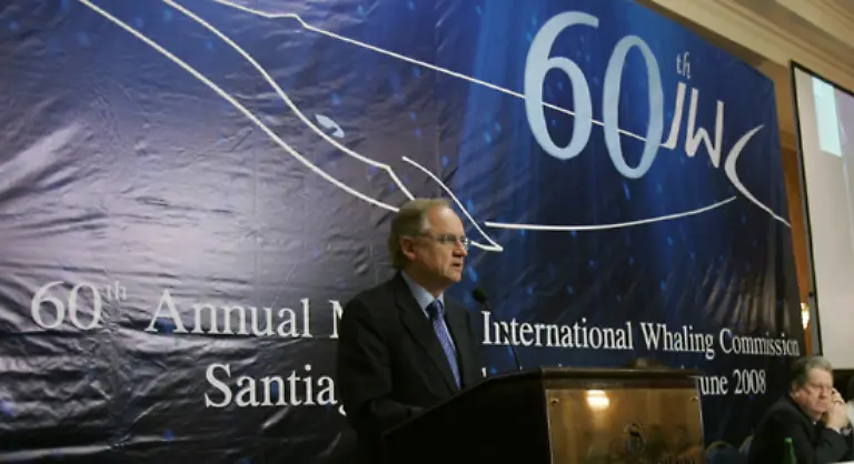 Aus-diesem-Grund-wurden-die-Fangquoten-aller-Walarten-auf-Null-gesetzt-Das-seit-1986-in-Kraft-getretene-Moratorium-das-den-kommerziellen-Walfang-verbietet-hat-allerdings-gewaltige-Luecken