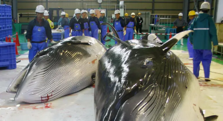 Es-erlaubt-den-Walfang-fuer-wissenschaftliche-Zwecke-Auch-der-indigenen-Bevoelkerung-der-Nordpolarregionen-wird-der-Walfang-erlaubt-denn-Walfleisch-ist-dort-ein-wichtiger-Bestandteil-der-Nahrung