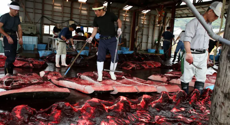 Alle-drei-Nationen-die-am-Walfang-festhalten-nutzen-diese-Schlupfloecher-als-Argumente
