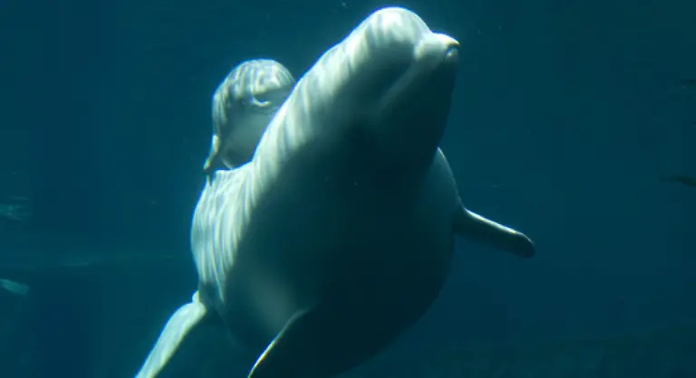 zahlreicher-vom-Aussterben-bedrohter-Walarten