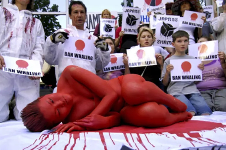 und-weltweiter-Proteste-pocht-Japan-darauf-den-kommerziellen-Walfang-offiziell-wieder-einzufuehren