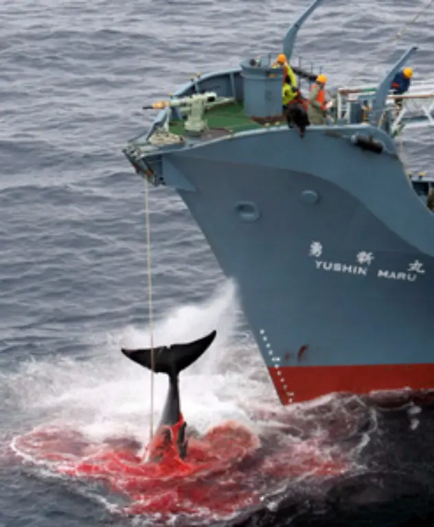 um-schliesslich-qualvoll-im-Wasser-zu-verbluten-Das-scheint-bei-Verfechtern-des-Walfangs-keine-Rolle-zu-spielen