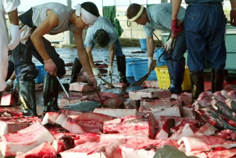 Im-Kampf-um-den-kommerziellen-Walfang-wird-mit-falschen-Zahlen-und