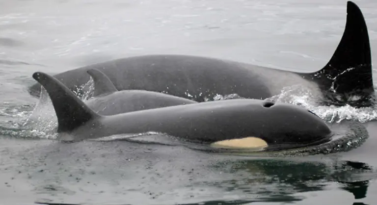fragwuerdigen-Begruendungen-gearbeitet-etwa-Wale-gefaehrden-das-oekologische-Gleichgewicht-im-Meer-weil-sie-keine-natuerlichen-Feinde-haben