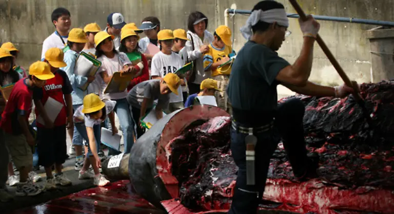 Alles-bleibt-wie-es-ist-Die-Bestaende-der-verschiedenen-Walarten-die-bereits-unter-den-Folgen-der-Klima-und-Umweltveraenderungen-dramatisch-sinken-werden-auch-weiterhin-durch-Walfang-dezimiert