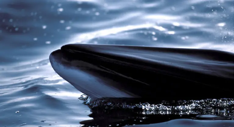 Die-Zahl-der-Wal-Touristen-in-Lateinamerika-wird-in-diesem-Jahr-auf-eine-Million-geschaetzt-Text-J