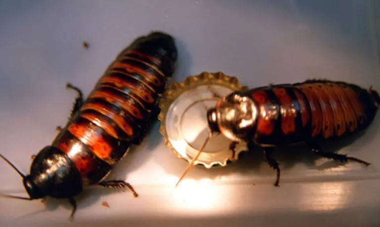 Die-Maengel-sollten-so-genau-wie-moeglich-beschrieben-werden-Eine-Aussage-wie-Es-gab-Kakerlaken-reicht-also-nicht-Sie-muessen-schon-auffuehren-wann-und-wo-das-Getier-auftauchte