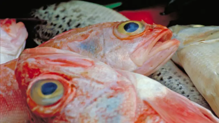 Allgemeine-Lebensrisiken-geht-der-Reisende-auch-beim-Essen-ein-Meerestiere-sind-bekanntlich-besonders-heikel-Zieht-man-sich-am-Buffet-eine-Fischvergiftung-zu-kann-man-dafuer-nicht-den-Reiseveranstalter-belangen