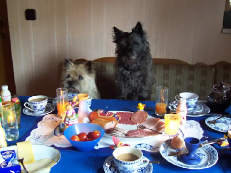 Hundefutter-ist-im-Alles-inklusive-Urlaub-uebrigens-nicht-enthalten-auch-wenn-fuer-den-mitgebrachten-Vierbeiner-ein-Aufschlag-berechnet-wird-Wer-sein-eigenes-Essen-mit-seinem-besten-Freund-teilen-moechte-muss-das-womoeglich-ausserhalb-des-Speisesaals-tun