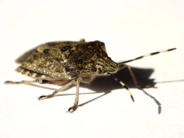 Unfreiwillig-durchwachte-Naechte-erlebte-auch-ein-Ehepaar-in-Aegypten-aus-einem-ganz-anderen-Grund-Bettwanzen-piesackten-die-Ehefrau-derart-dass-an-Urlaubsfreuden-nicht-mehr-zu-denken-war