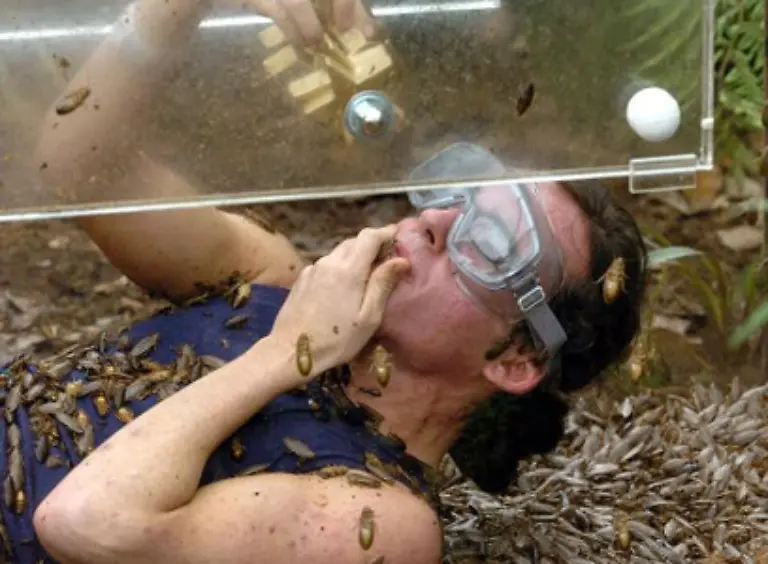 Tummeln-sich-in-der-Unterkunft-aber-Insekten-in-groesserer-Zahl-ist-ein-Nachlass-um-die-15-Prozent-realistisch-Jedenfalls-dann-wenn-sich-die-Tiere-gegen-den-Schaedlingsbekaempfer-resistent-zeigen-Urlaub-im-Dschungelcamp-ist-schliesslich-nicht-jedermanns-Sache