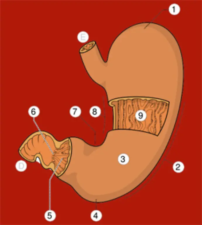 Allerdings-wird-in-der-Nacht-die-Nahrung-nur-sehr-langsam-verstoffwechselt-so-dass-der-groesste-Teil-des-Abendessens-einfach-im-Magen-liegen-bleibt