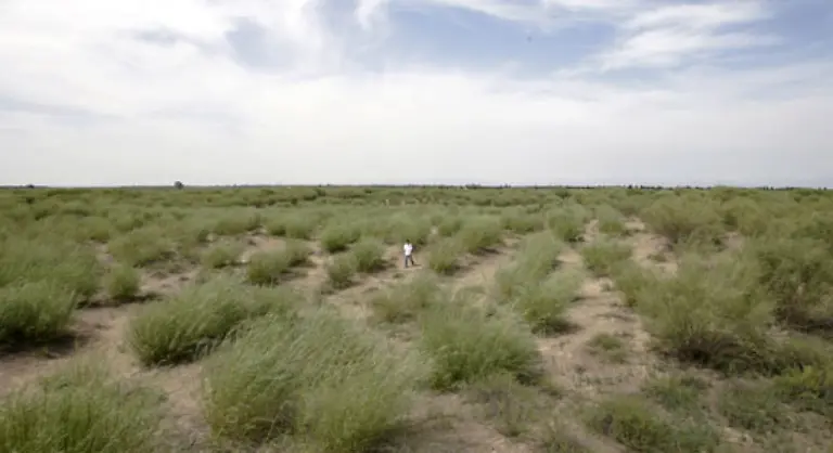Arid-heisst-schlicht-trocken-das-Gegenteil-von-humid