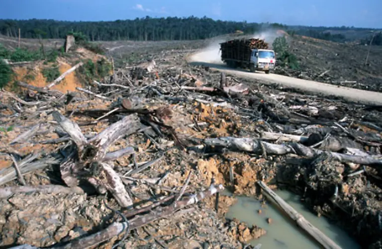 Mit-falscher-landwirtschaftlicher-Nutzung-geht-es-los-Zu-viele-Tiere-auf-ohnehin-trockenen-Weiden-zu-intensive-Nutzung-ohnehin-ausgelaugter-Boeden-oder-zu-starke-Abholzung-lassen-den-Boden-erodieren