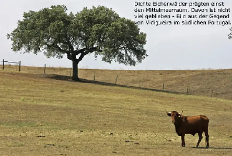 als-im-Sueden-den-USA-in-Australien-oder-in-den-Laendern-des-Mittelmeerraums-die-ebenfalls-von-Wuestenbildung-betroffen-sind