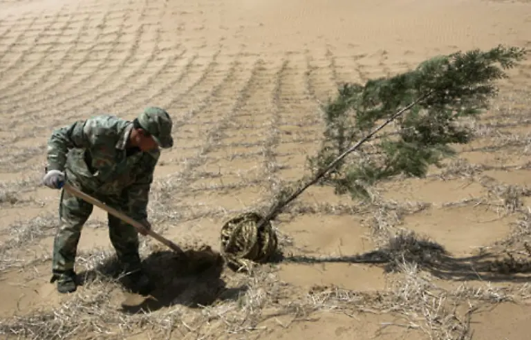 Die-beste-Moeglichkeit-im-Kampf-gegen-Wuestenbildung-ist-Aufforstung-Doch-die-ist-aeusserst-muehselig