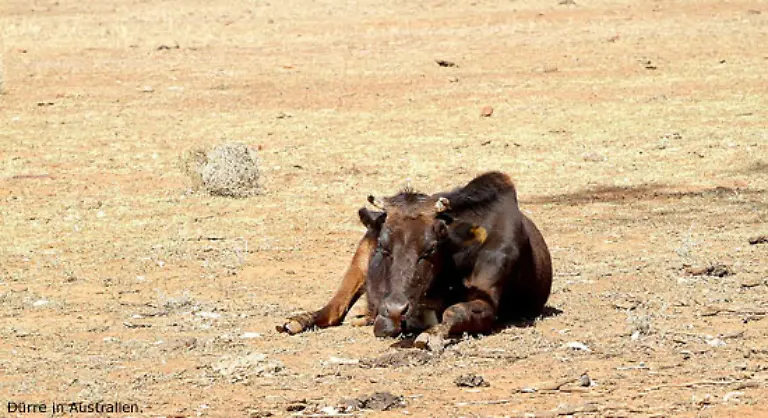 1994-erklaerte-die-Vollversammlung-der-Vereinten-Nationen-den-17-Juni-zum-Welttag-zur-Bekaempfung-von-Wuestenbildung-und-Duerre