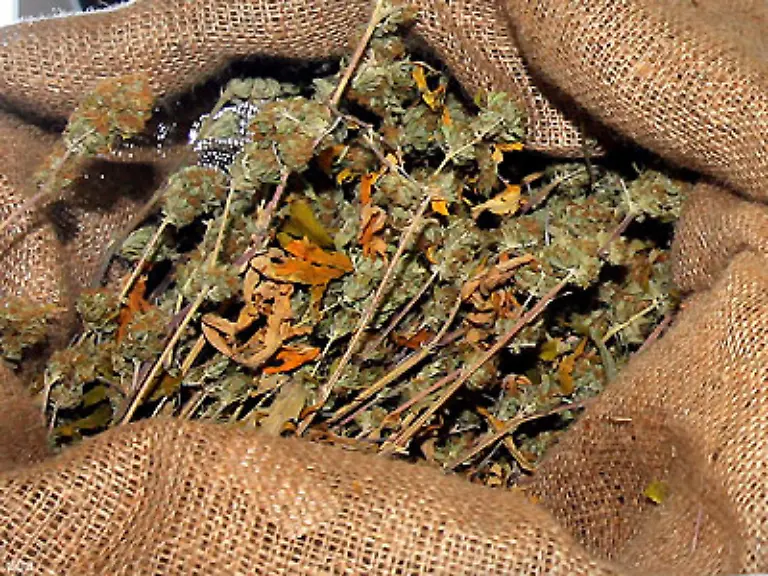 Drogen-sind-urspruenglich-lediglich-fuer-Heilzwecke-oder-auch-als-Gewuerze-getrocknete-Pflanzen