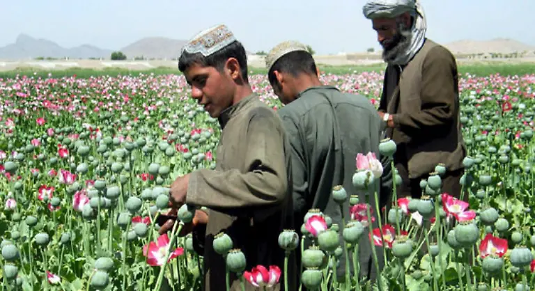 In-Asien-aber-auch-in-Suedosteuropa-wurde-bereits-vor-3000-bis-4000-Jahren-Mohn-angebaut