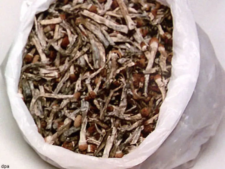 Suedamerikas-Naturvoelker-setzen-Pilze-mit-dem-Wirkstoff-Psilocybin-Trichterwinden-oder-Kakteen-mit-dem-ebenfalls-halluzinogen-wirkenden-Meskalin-bei-schamanischen-Ritualen-ein