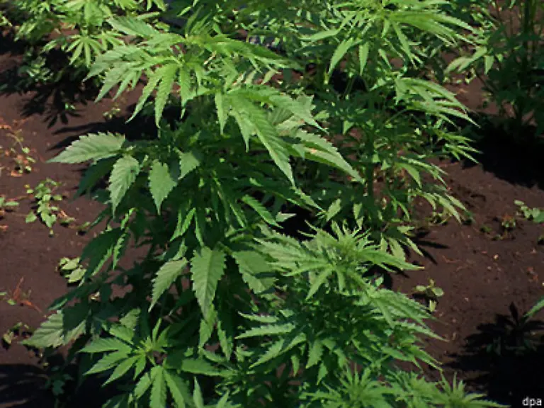 Im-17-und-18-Jahrhundert-wird-der-Hanfanbau-sowohl-in-Europa-als-auch-in-Nordamerika-von-den-Regierungen-gefoerdert-und-der-Konsum-von-Cannabis-als-Droge-toleriert