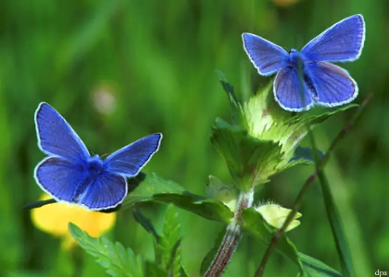 Ausserdem-wird-Dopamin-ausgeschuettet-auch-als-Glueckshormon-bekannt-das-im-Zentrum-des-Belohnungssystems-des-Gehirns-steht-Der-Konsument-hat-ein-gutes-Gefuehl-und-ist-zufrieden-mit-sich-selbst
