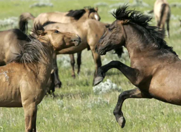Mustangs-sind-die-wild-lebenden-Pferde-Nordamerikas