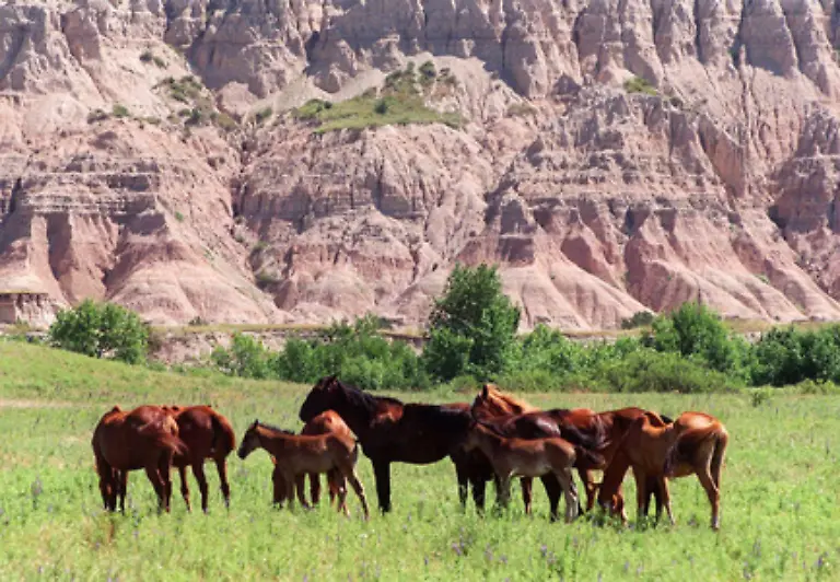denn-sie-benoetigen-Weideland