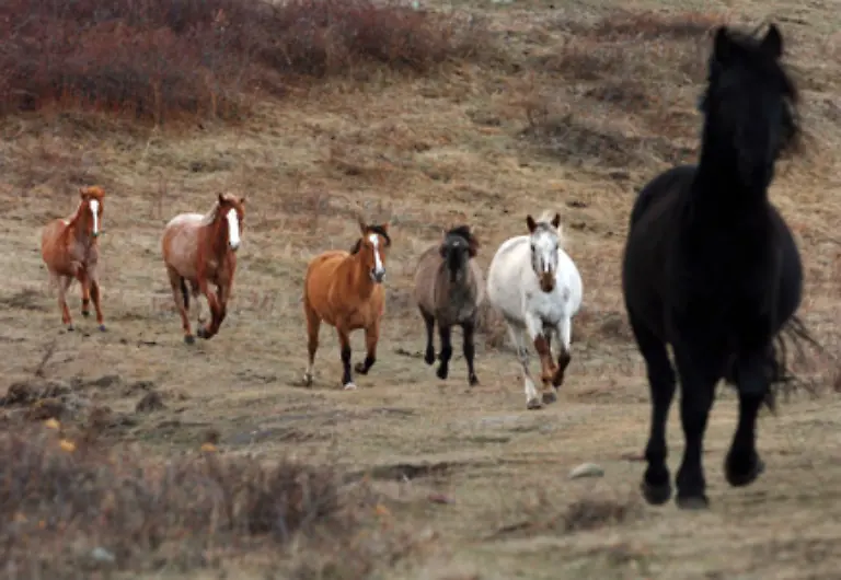 Dementsprechend-gibt-es-auch-alle-Farben-und-Farbkombinationen-bei-Mustangs
