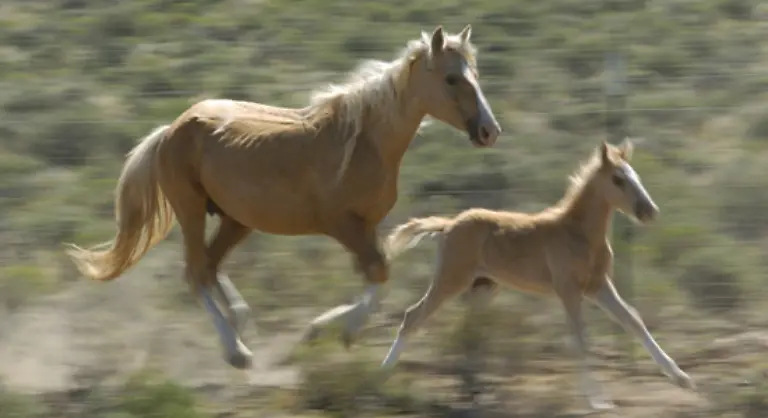 Sie-verkoerpern-Freiheit-und-Abenteuer