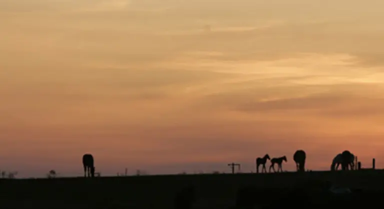 Sie-gehoeren-zum-romantischen-Bild-des-Wilden-Westens