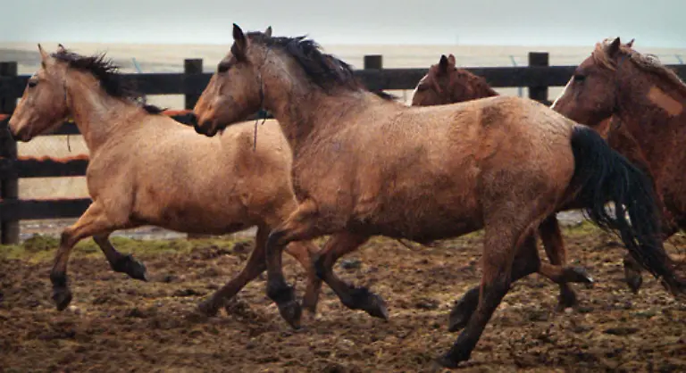 Die-Tiere-gehoeren-jedoch-nicht-zu-den-Wildpferden-da-sie-von-den-Hausrassen-abstammen