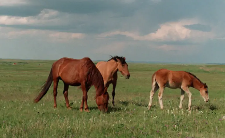 Ausgerissene-und-ausgesetzte-Tiere-verwilderten-und-bildeten-bald-neue-Herden-in-der-Praerie