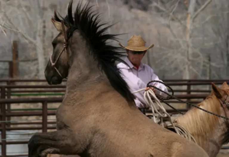 Obwohl-sowohl-Indianer-als-auch-Cowboys-die-stolzen-Tiere-einfingen