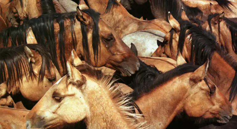 hatte-sich-ihr-Bestand-zu-Beginn-des-20-Jahrhunderts-auf-schaetzungsweise-eine-Million-erhoeht