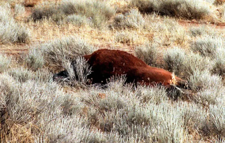 denn-sie-plant-die-Toetung-von-6000-Tieren