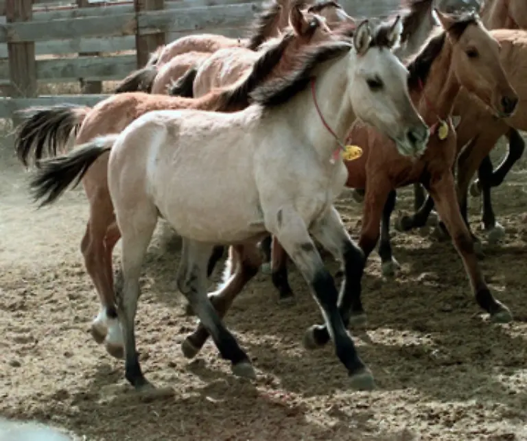 obwohl-die-US-Behoerde-urspruenglich-die-Aufgabe-hatte-die-Mustangs-und-ihren-Bestand-zu-schuetzen