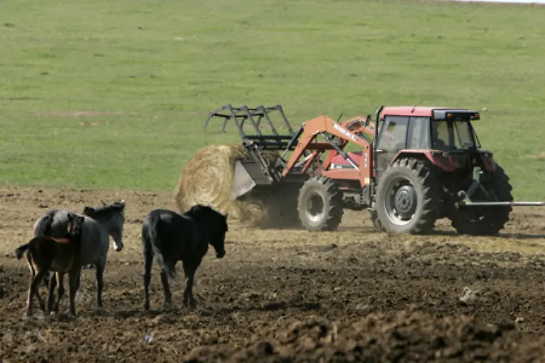 sind-die-Tiere-im-Weg