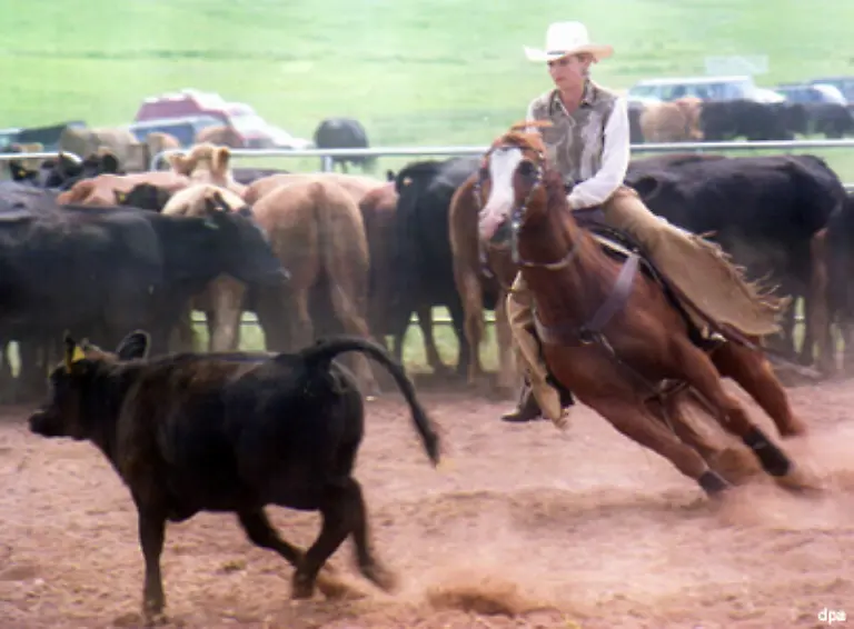 Genau-den-machen-die-Rinderzuechter-Amerikas-den-Mustangs-seit-Jahrzehnten-streitig