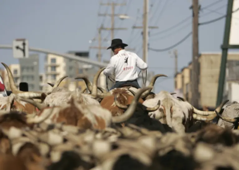 Mittlerweile-kommen-150-Rinder-auf-jeden-Mustang-der-auf-oeffentlichem-Land-grast