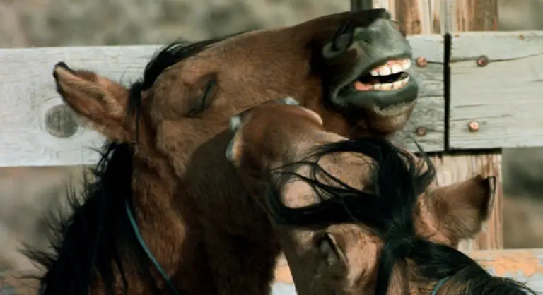 Die-geplante-Reduzierung-der-Mustangs-laesst-Tierschuetzer-aufschreien-und-von-einem-Euthanasieprogramm-der-Regierung-sprechen