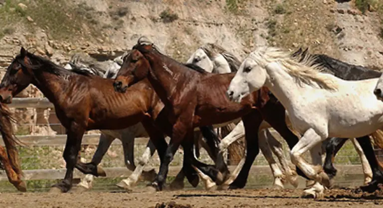 Tatsaechlich-scheint-das-Balancehalten-zwischen-den-Interessen-der-Rinderzuechter-und-der-Bestandserhaltung-der-wilden-Pferde-nicht-leicht