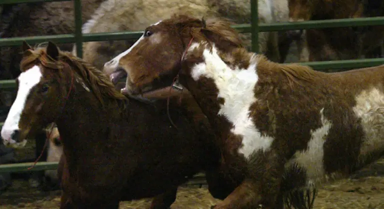 Bemuehungen-die-Mustangs-einzufangen-und-schon-ab-125-Dollar-an-Pferdeliebhaber-abzugeben-schlug-bisher-fehl