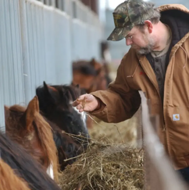 Zudem-gibt-es-immer-weniger-Adoptionseltern-fuer-Mustangs
