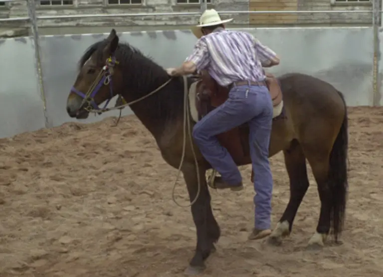 denn-durch-die-Wirtschaftsflaute-in-Amerika-koennen-sich-immer-weniger-Menschen-ein-eigenes-Pferd-leisten
