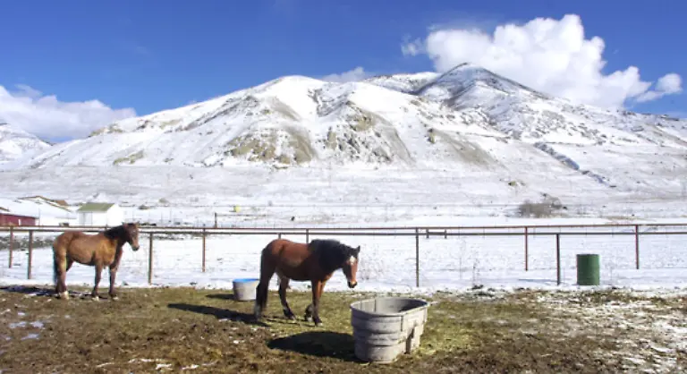 Die-Tiere-selbst-gelten-als-zaeh-und-anspruchslos