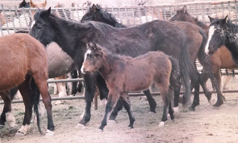 Die-eher-kleinen-Pferde-haben-ein-Stockmass-zwischen-130-und-165-Zentimetern